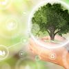 E6 ACCOMPAGNE SYSCO DANS SA TRANSITION ENERGETIQUE A woman's hands holding a miniature tree. Environmental biodiversity in ecosystem concept. Backdrop as a concept of energy efficiency. The power of green energy. Concept of renewable energies